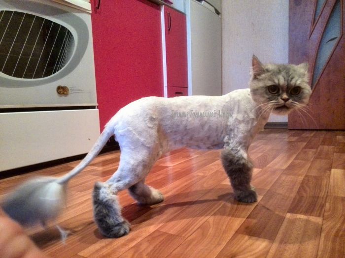 Подстричь кошку в климовске