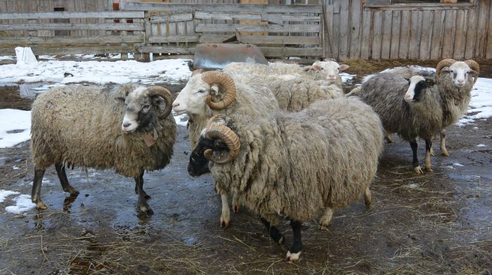 Скупка овец живым весом. Продам овец живым весом или мясом. Донской бык. Стоимость барана в Липецкой области. Купить овец омск